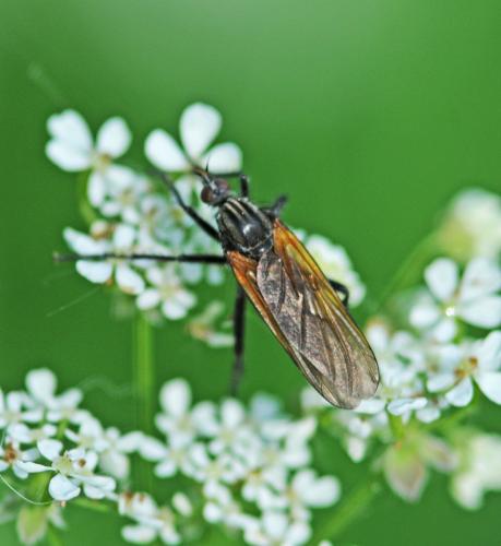 Réf. 243 820 : Empis sp.